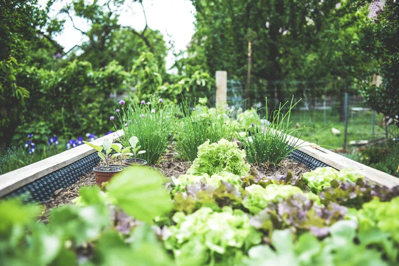 A thriving community kitchen garden